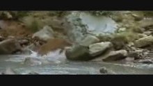 Baby bear chased by mountain lion