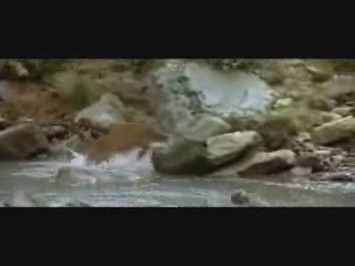 Baby bear chased by mountain lion