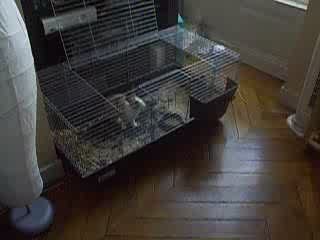 trop forte ma lapine