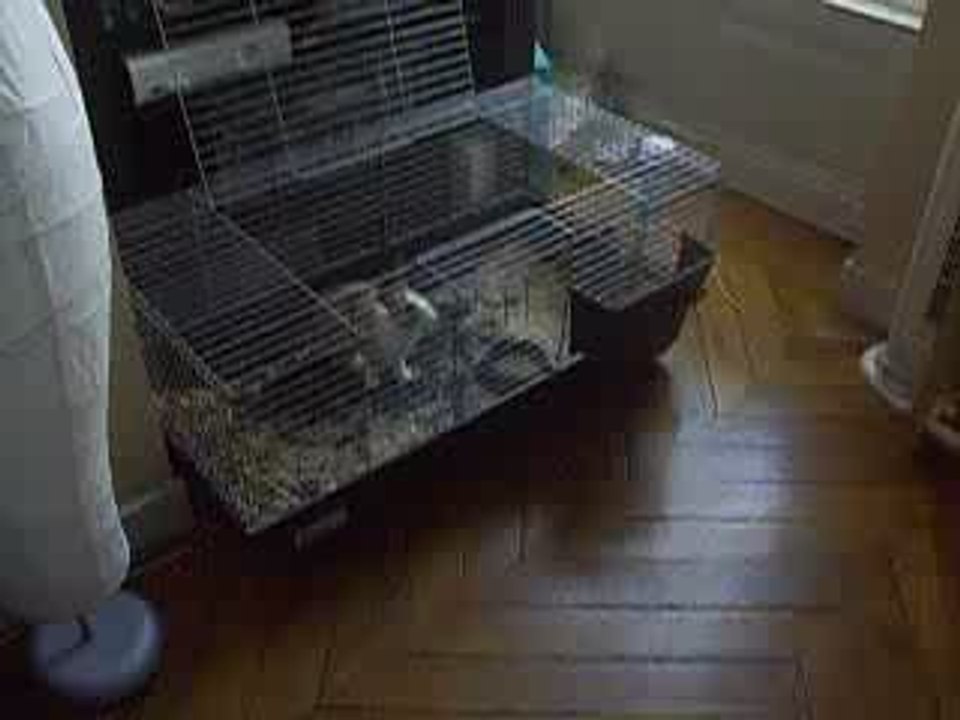 trop forte ma lapine