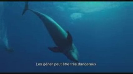 THE COVE - LA BAIE DE LA HONTE