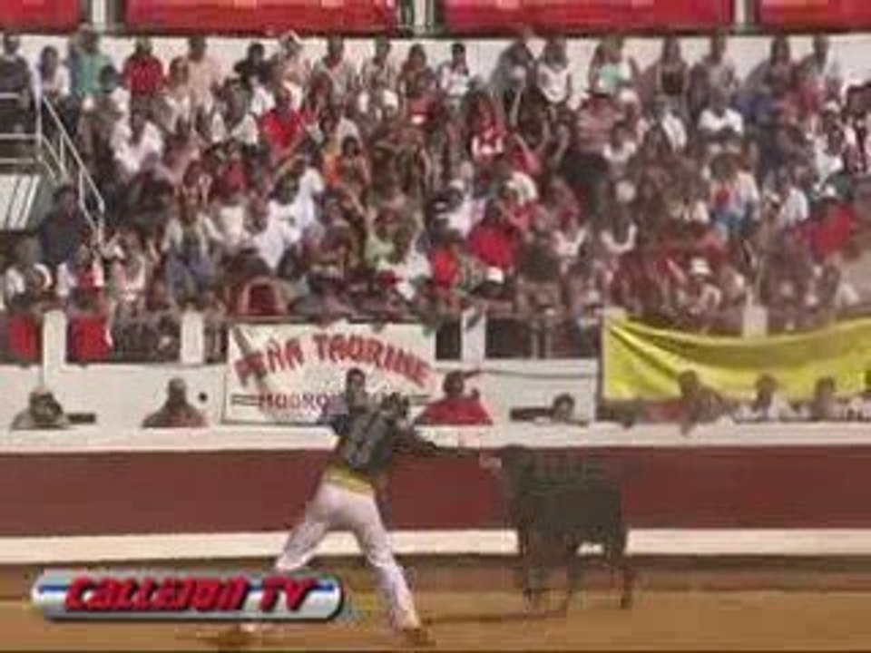 Course landaise avec vaches de Victorino Martin