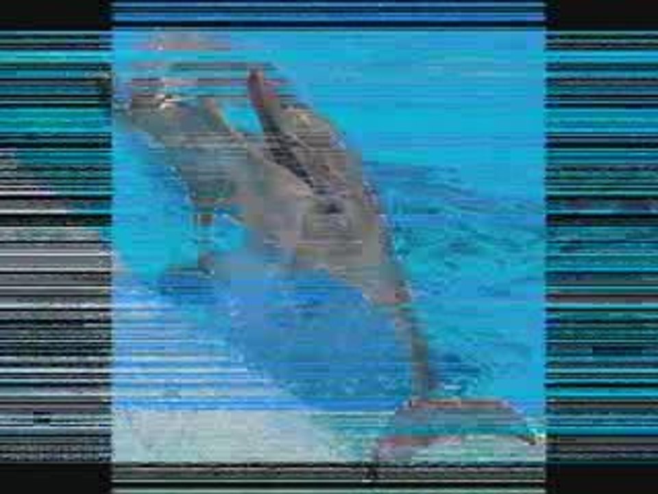 video de dauphin