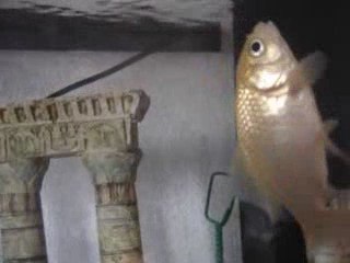 Poisson rouge tourne sur lui meme