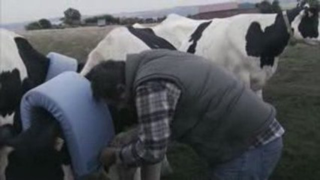 Fun Video – Echt lustig! Echte Tierliebe!