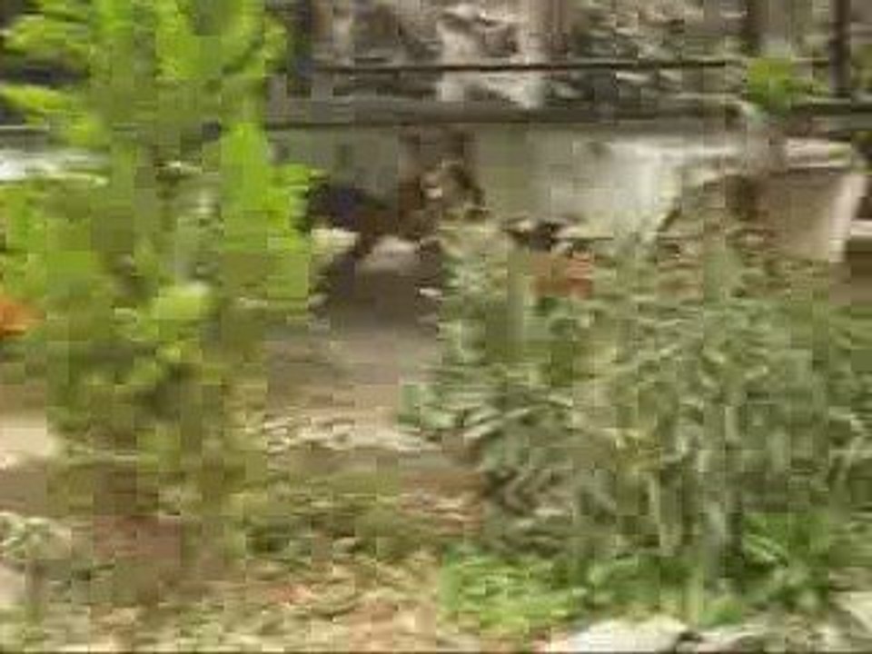 Tatar alabalık çiftliği