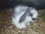 Lapereaux bélier nain femelle blanche tachetée bleue