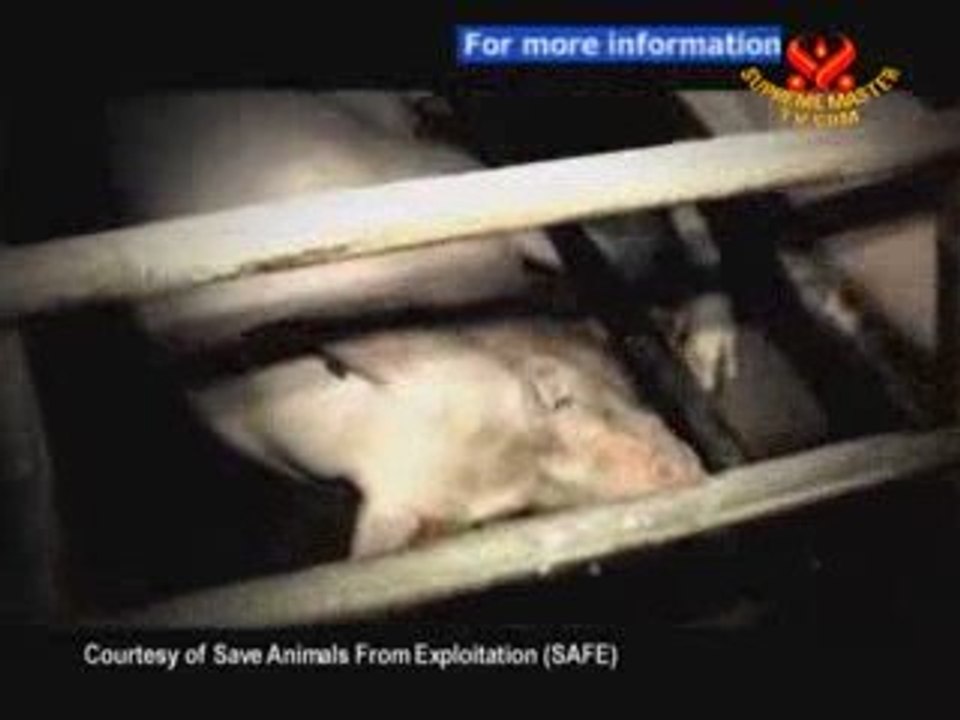STOP ANIMAL CRUELTY Save Animals From Exploitation (SAFE): N