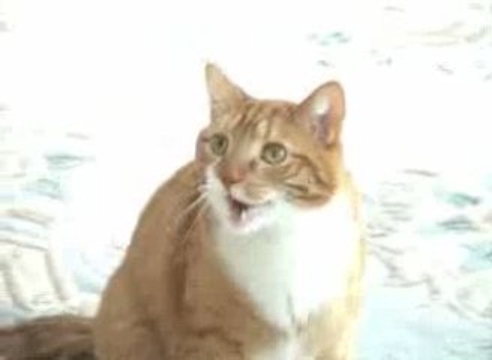 Amazing Talking Cat