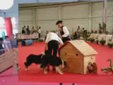expo metz 2009 chien au troupeau