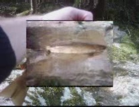 TRUITES 2009 LOUPESCAYRE