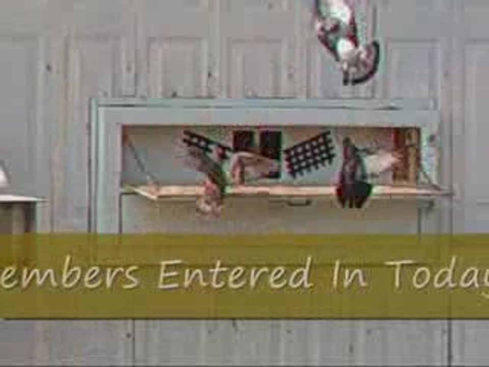 Pigeon Pal's Daily Racing Club 58 Stake Racing Boom