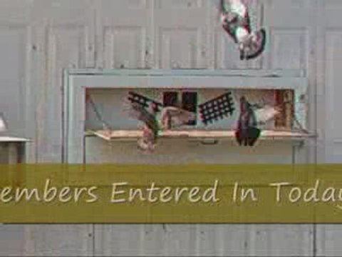 Pigeon Pal's Daily Racing Club 58 Stake Racing Boom