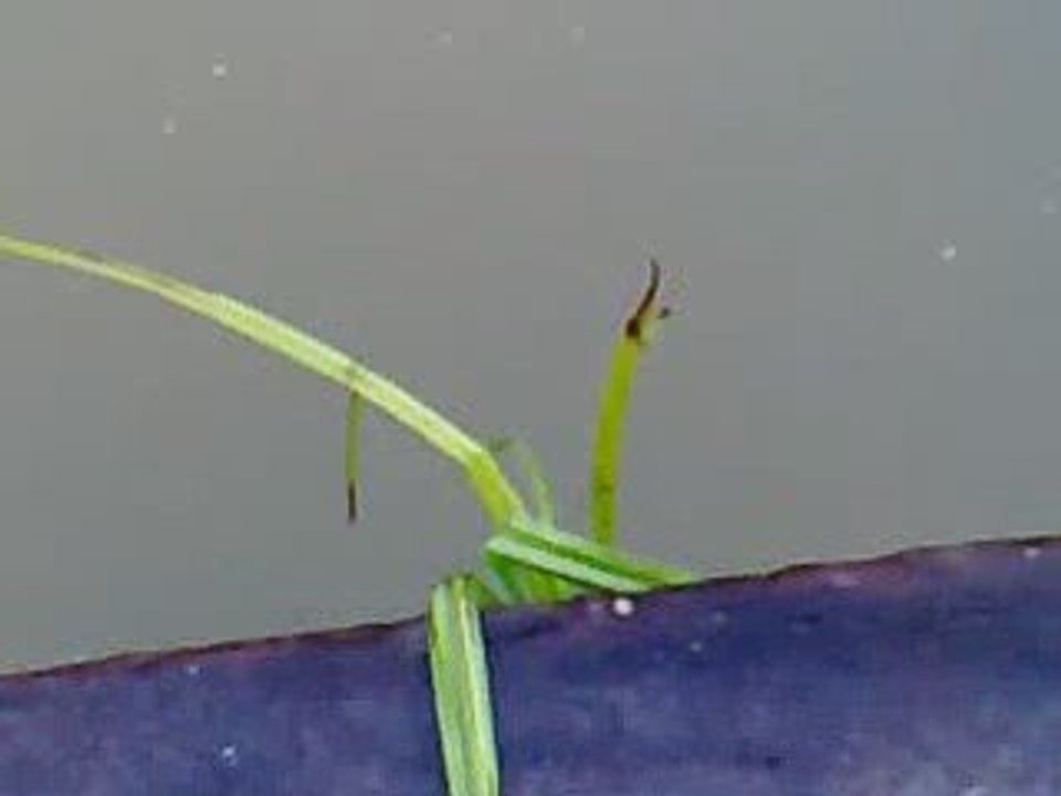 Carpes aux pains, petite vidéo sympa...