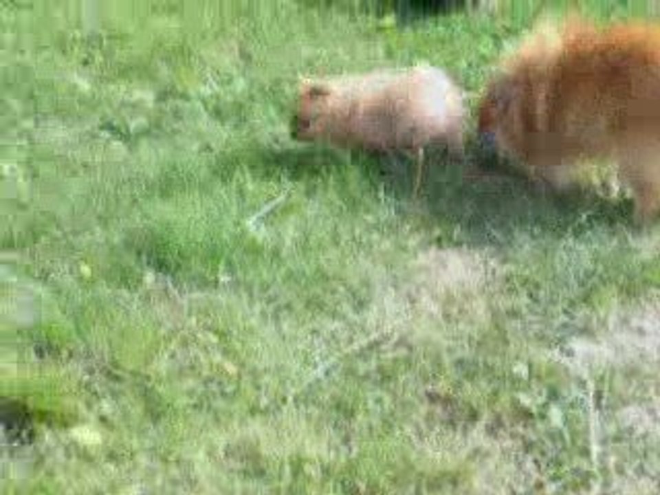 ma poupée dans le jardin