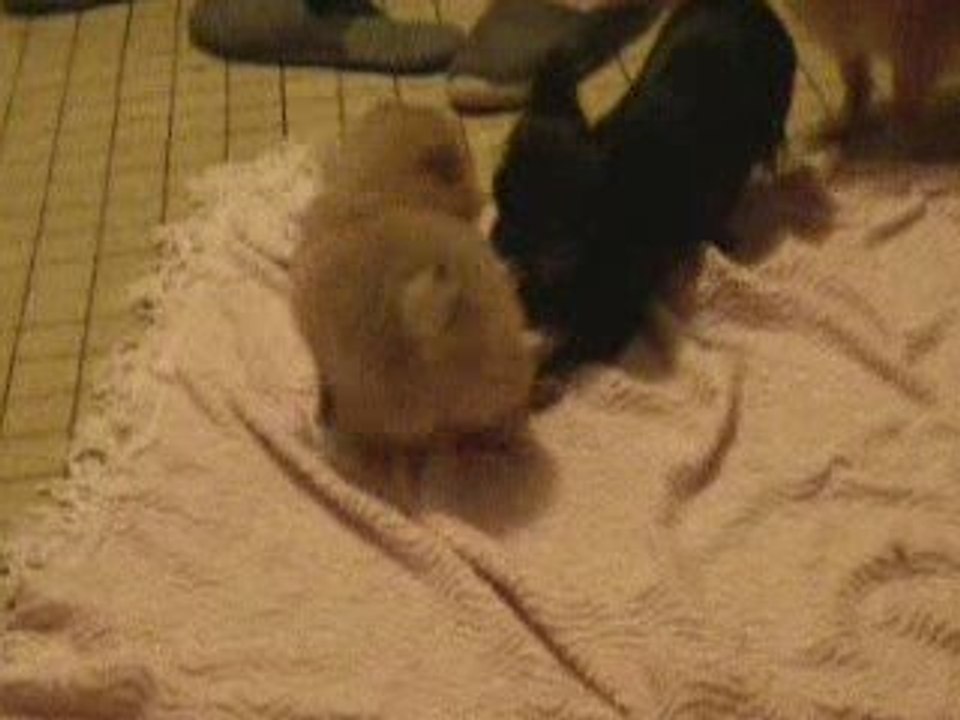 bébé ne se laisse pas faire