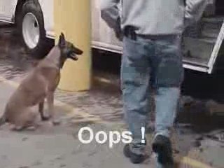 Detection Dog Training quotPassive Alertquot Part 3