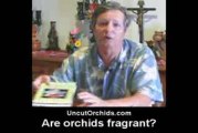 Uncut Orchids - Are Orchids Fragrant?