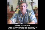 Uncut Orchids - Are All Orchids Hardy?