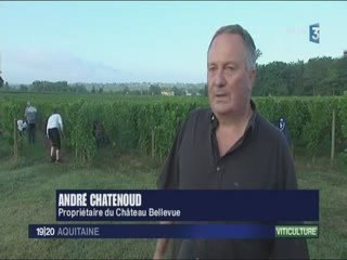 Vendanges au Château de Bellevue