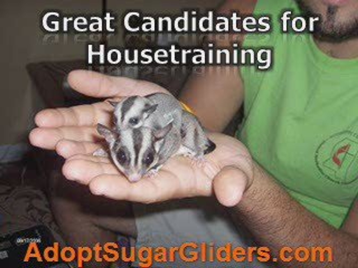 ⁣Sugar Gliders As Pets