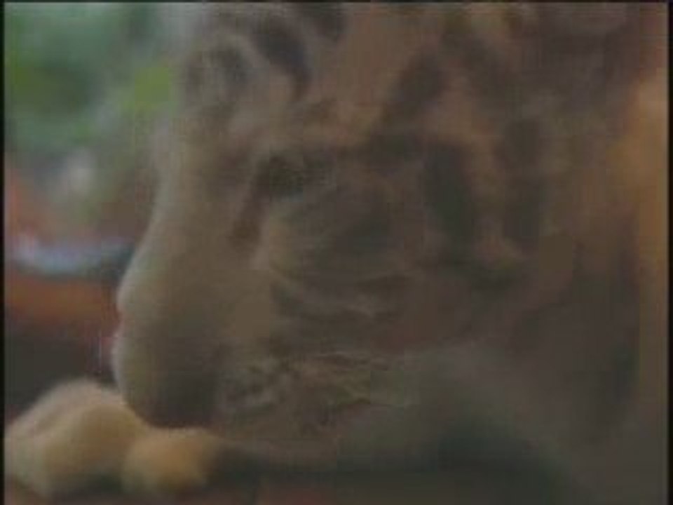 Tigres nourris par un singe