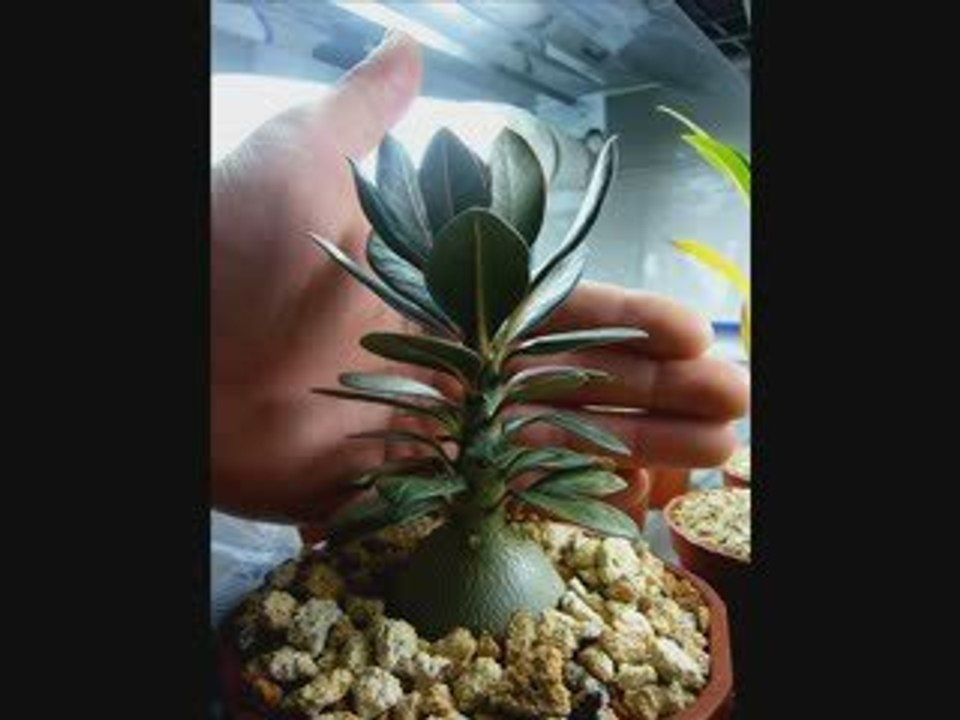 spiritualité 1sur 2 .... ( intelligence soufrance  etc ....)