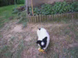 Enaya Des Collines Sacrées.