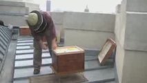 La 1ère récolte du miel Grand Palais