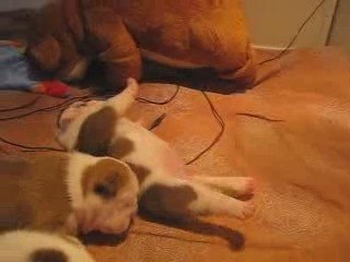 mes bébés bulldog a 12 jours