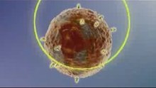 What is Cancer Cells ?