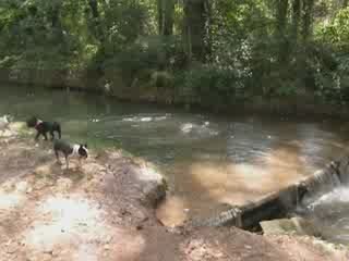 rencontre vivre bouledogue