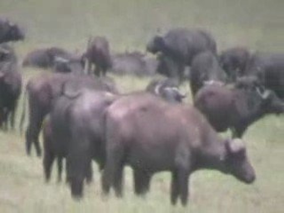 Parc du N'Gorongoro