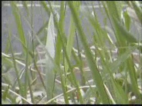 avec music au bords du Rhin