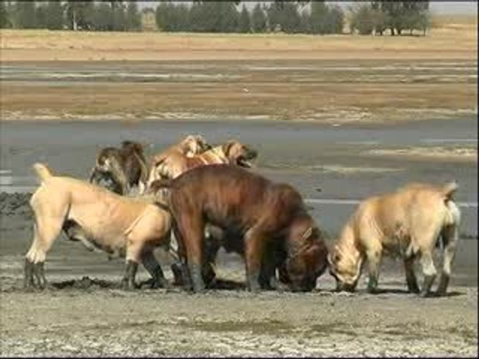 Boerboels on farm in South Africa