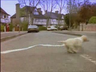 cão melhor amigo do homen