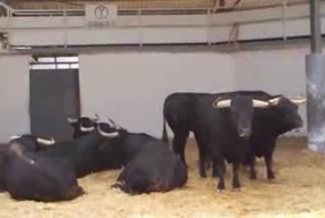Toros de Victoriano Del Rio pour les Vendanges 2009