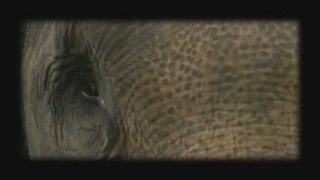 Iklan Gajah v3