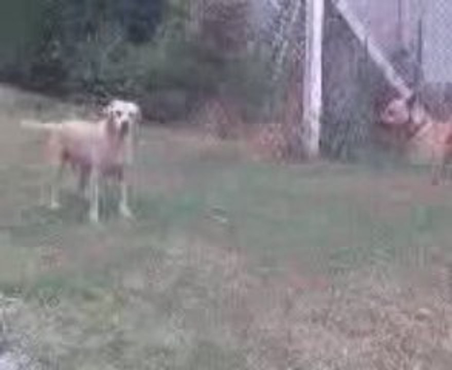 Jeu de chiens