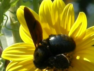 MARGARITAS GIGANTES EN MÓSTOLES