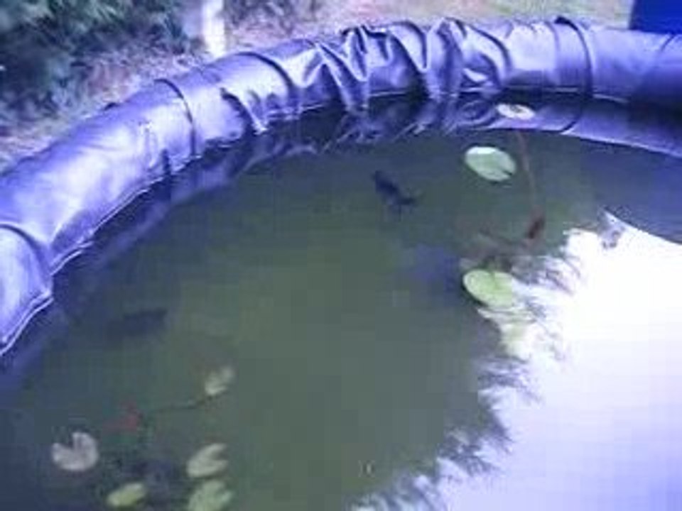 Bassin Orandas, Fantails 1.