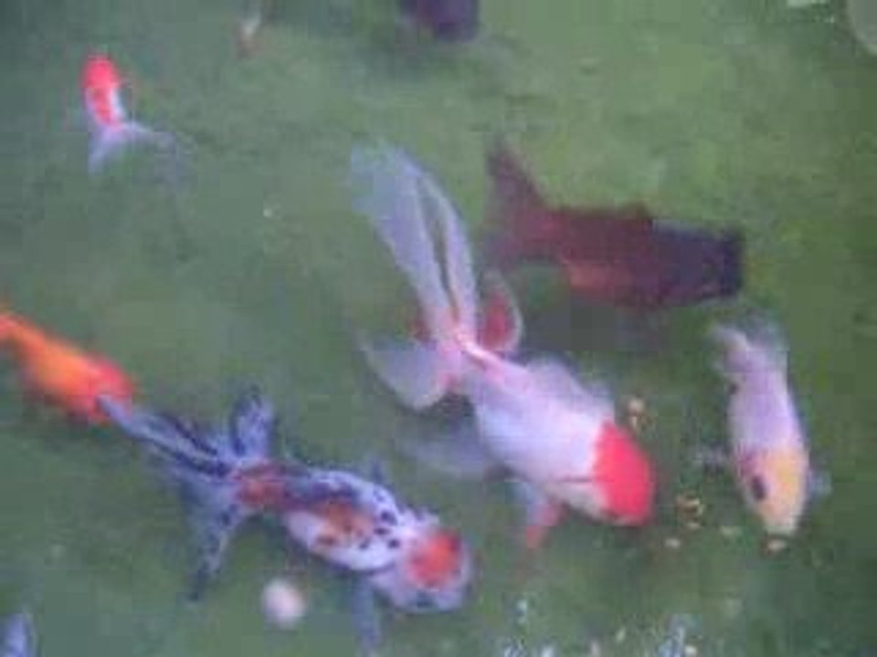 Bassin Orandas, Fantails 3.