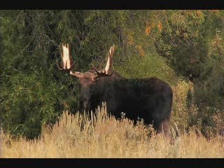 Grand Teton National Park Wildlife Expeditions