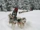 Traineau A Chiens Mont-Tremblant Quebec Canada Dogsled