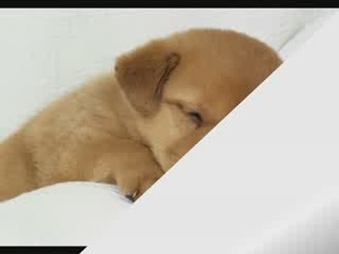 nos compagnons de tous les jours