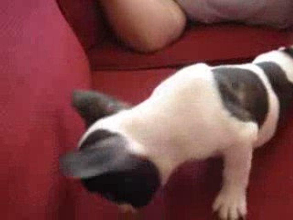 Diégo qui fait l'idio