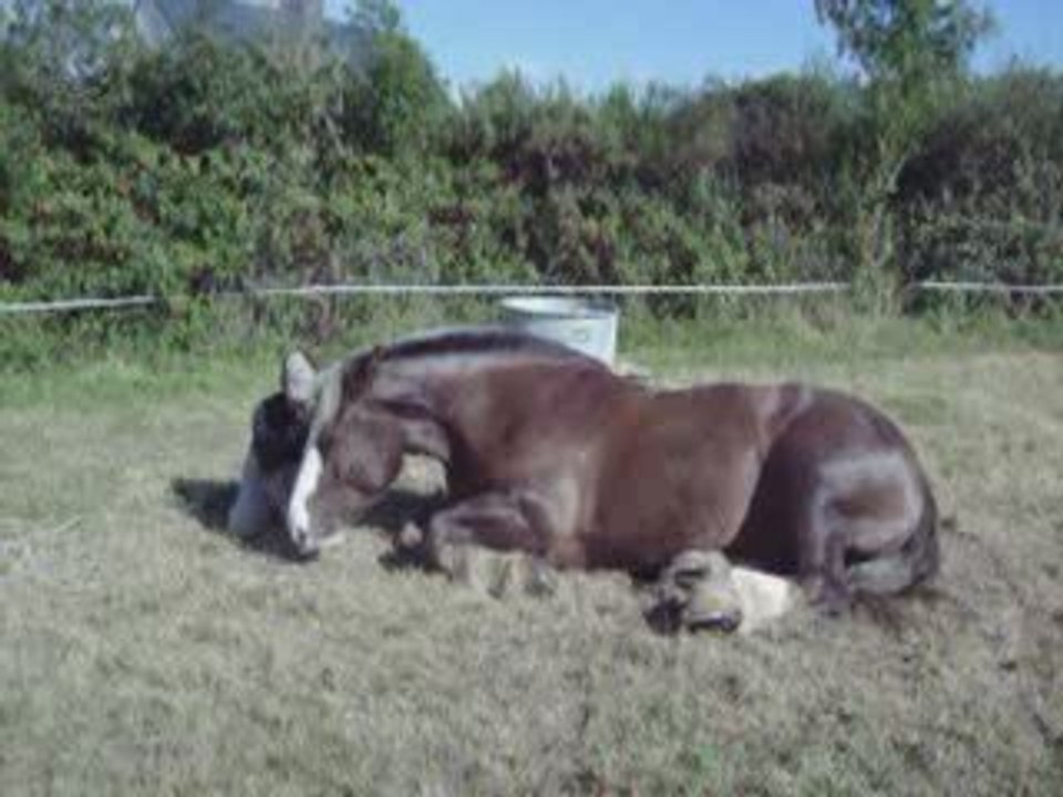 Polen couché monté