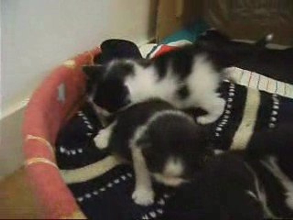 chatons 3 semaines
