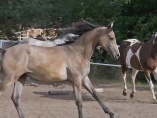 Konie na Farmie Jantar cz. 2