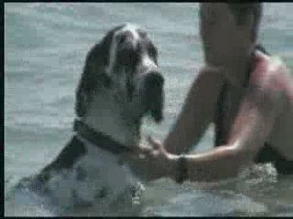 Mon dogue apprend à nager
